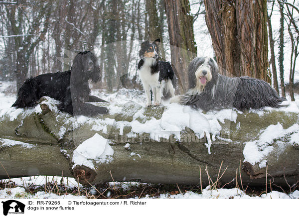 dogs in snow flurries / RR-79265