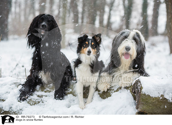 dogs in snow flurries / RR-79273