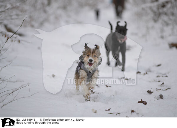 dogs running through the snow / JM-18948