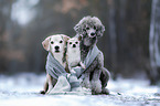 Beagle, Chihuahua and standard poodle