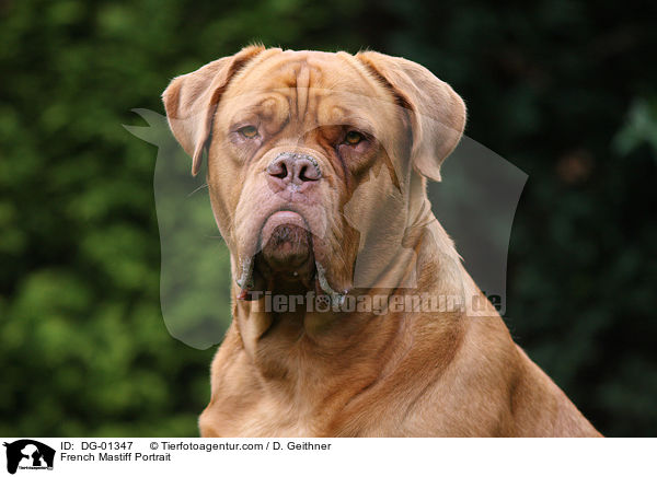 French Mastiff Portrait / DG-01347