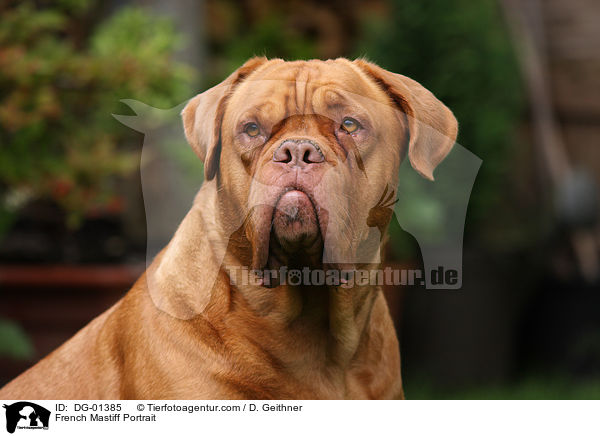 Bordeauxdogge Portrait / French Mastiff Portrait / DG-01385