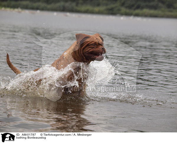 badende Bordeauxdogge / bathing Bordeauxdog / AM-01787