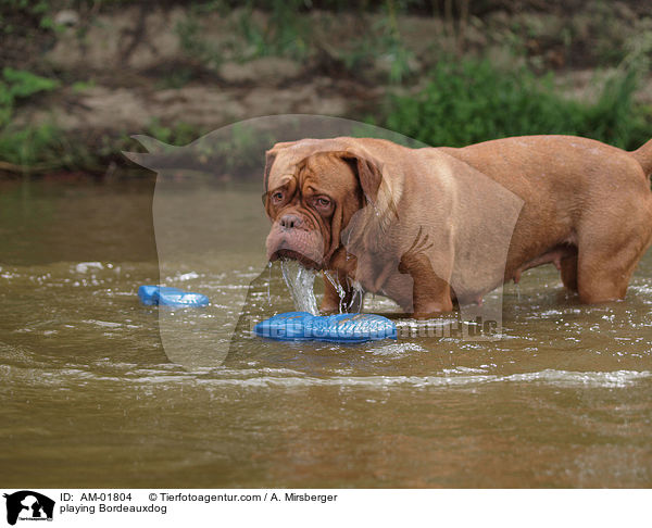 spielende Bordeauxdogge / playing Bordeauxdog / AM-01804