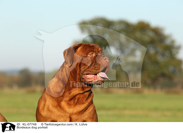 Bordeaux dog portrait / KL-07748