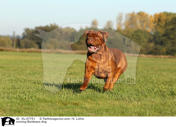 running Bordeaux dog / KL-07751