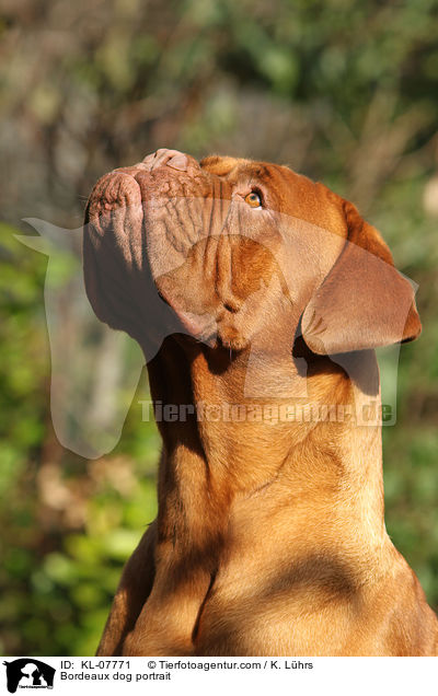 Bordeaux dog portrait / KL-07771