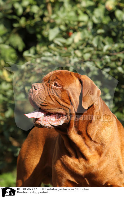Bordeaux dog portrait / KL-07777