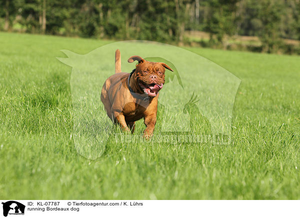 running Bordeaux dog / KL-07787