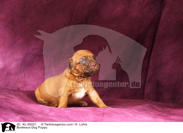 Bordeauxdogge Welpe / Bordeaux Dog Puppy / KL-08221