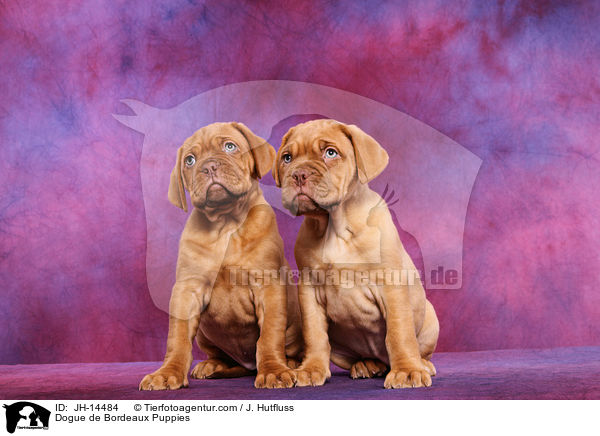 Bordeauxdogge Welpen / Dogue de Bordeaux Puppies / JH-14484