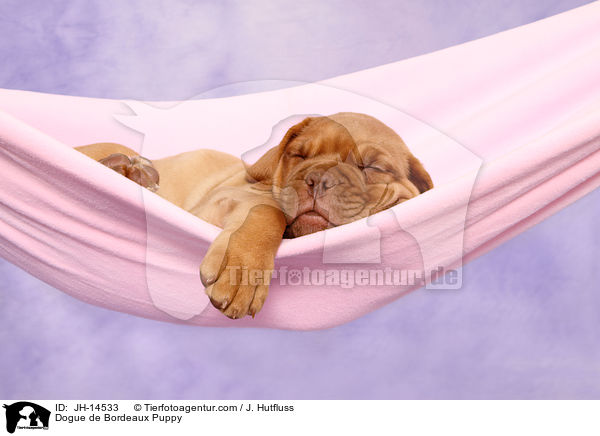 Bordeauxdogge Welpe / Dogue de Bordeaux Puppy / JH-14533