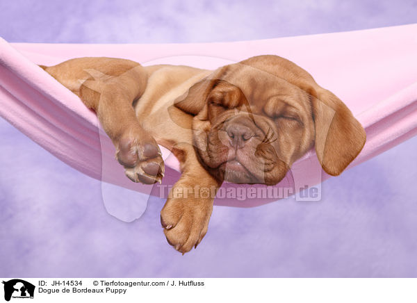Dogue de Bordeaux Puppy / JH-14534