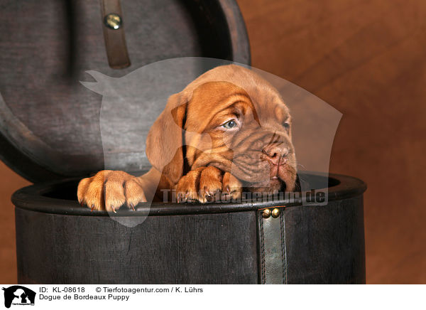 Dogue de Bordeaux Puppy / KL-08618