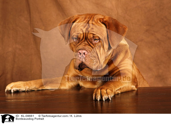 Bordeauxdog Portrait / KL-08661