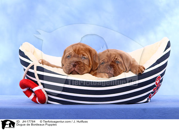 Dogue de Bordeaux Puppies / JH-17784