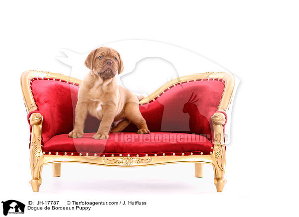 Dogue de Bordeaux Puppy / JH-17787