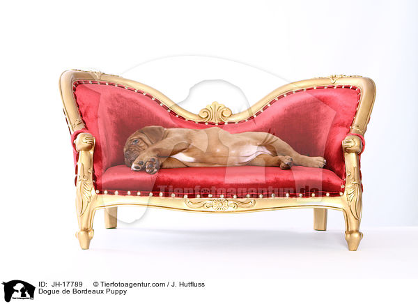 Dogue de Bordeaux Puppy / JH-17789