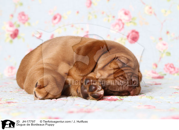 Dogue de Bordeaux Puppy / JH-17797