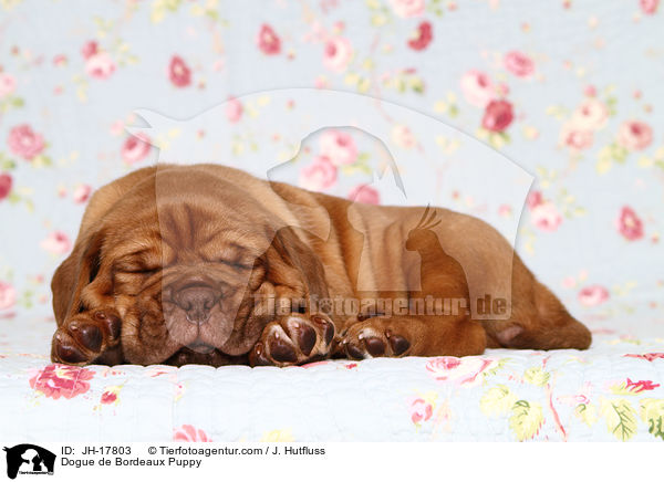 Dogue de Bordeaux Puppy / JH-17803