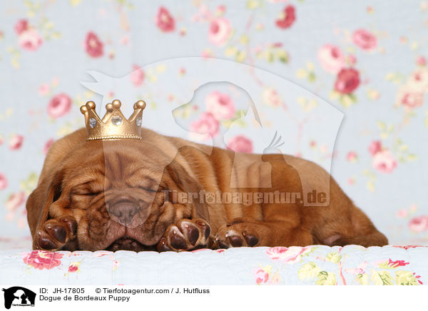 Dogue de Bordeaux Puppy / JH-17805