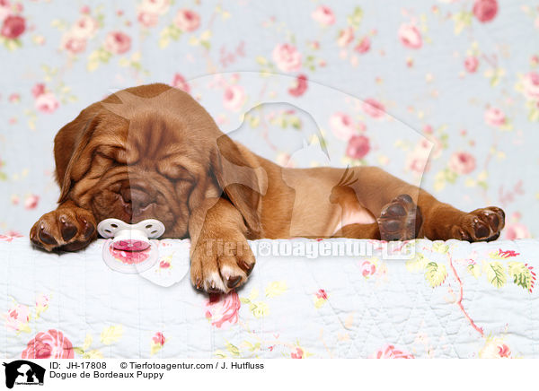 Dogue de Bordeaux Puppy / JH-17808