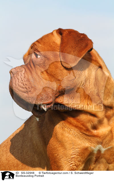 Bordeauxdog Portrait / SS-32948