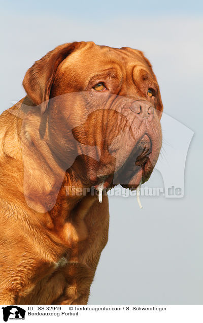 Bordeauxdog Portrait / SS-32949