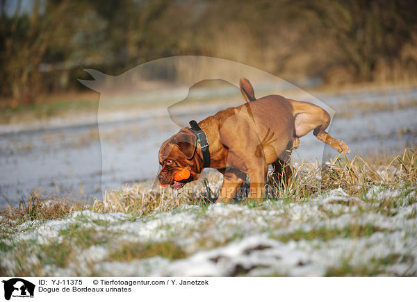 Bordeauxdogge markiert / Dogue de Bordeaux urinates / YJ-11375