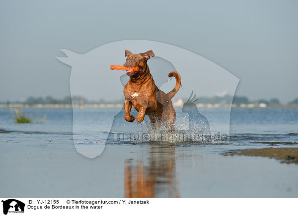 Dogue de Bordeaux in the water / YJ-12155