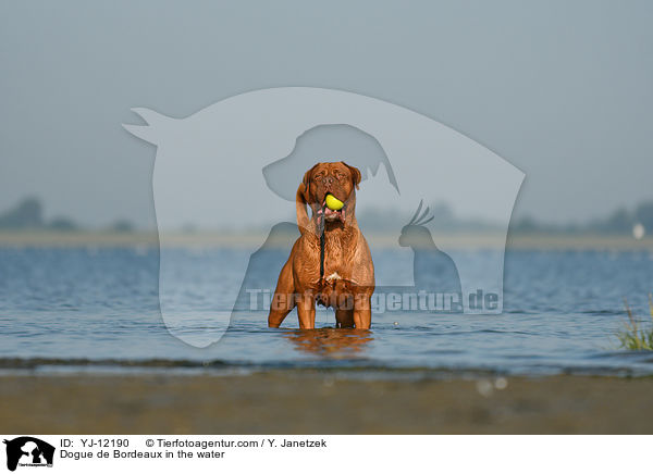 Dogue de Bordeaux in the water / YJ-12190
