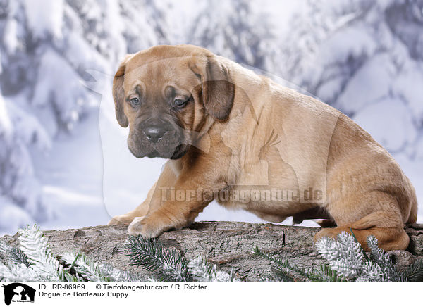 Dogue de Bordeaux Puppy / RR-86969