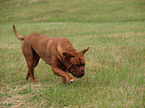 running Bordeauxdog