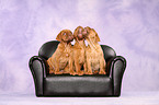 Dogue de Bordeaux Puppies