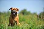 sitting Bordeauxdog