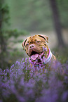 Dogue de Bordeaux in the heather