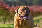 Dogue de Bordeaux in summer