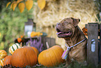 Dogue Bordeaux in autumn