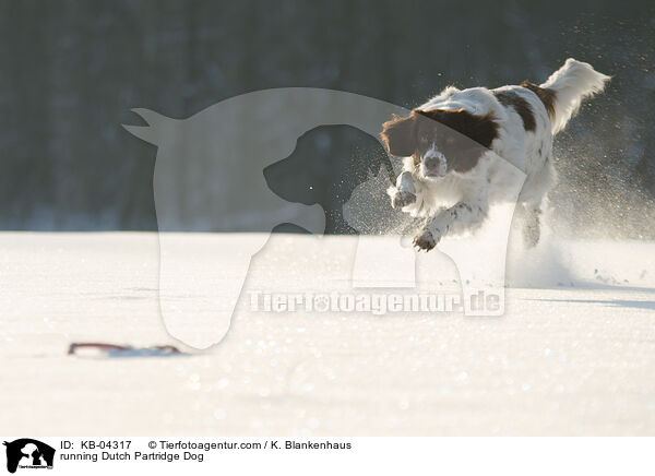 running Dutch Partridge Dog / KB-04317