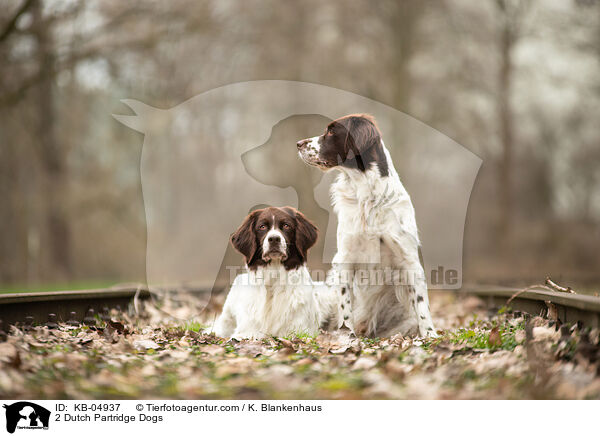 2 Drentsche Patrijshunde / 2 Dutch Partridge Dogs / KB-04937