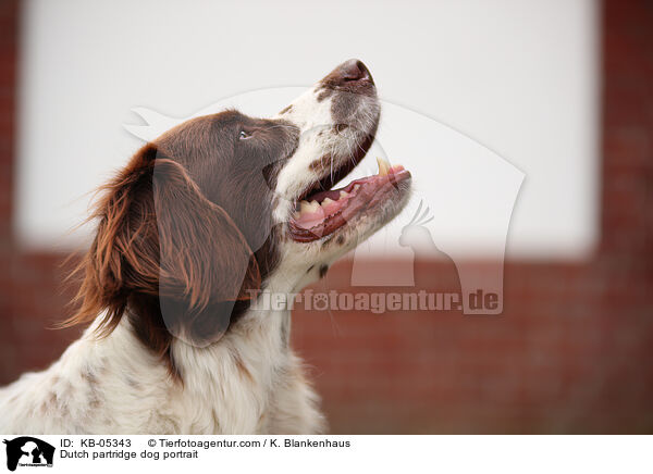 Dutch partridge dog portrait / KB-05343