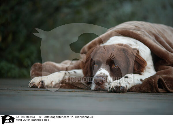 lying Dutch partridge dog / KB-06103