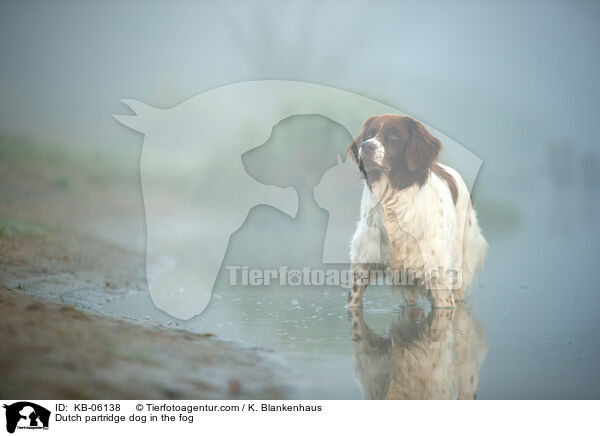 Dutch partridge dog in the fog / KB-06138