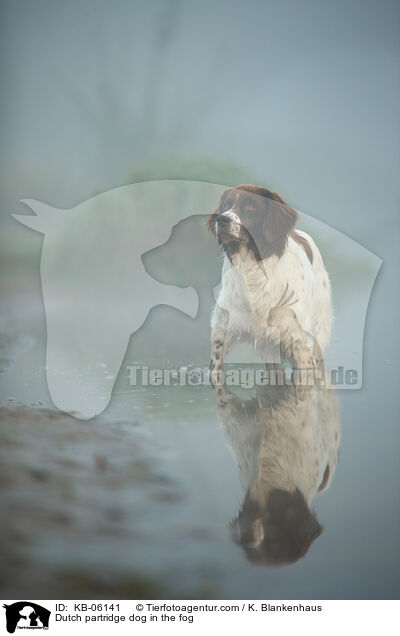 Dutch partridge dog in the fog / KB-06141