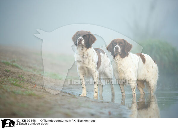 2 Dutch partridge dogs / KB-06158