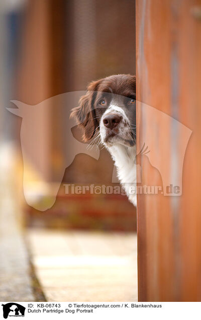 Dutch Partridge Dog Portrait / KB-06743