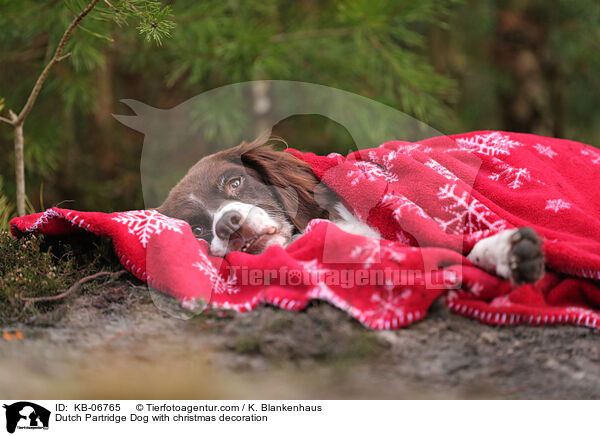 Dutch Partridge Dog with christmas decoration / KB-06765