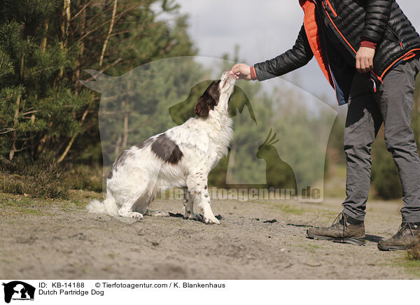 Drentsche Patrijshund / Dutch Partridge Dog / KB-14188