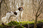 Dutch Partridge Dog