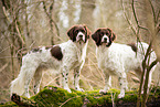 2 Dutch Partridge Dogs